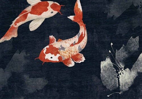 Papier peint représentant deux poissons japonais nageant sur un fond bleu foncé