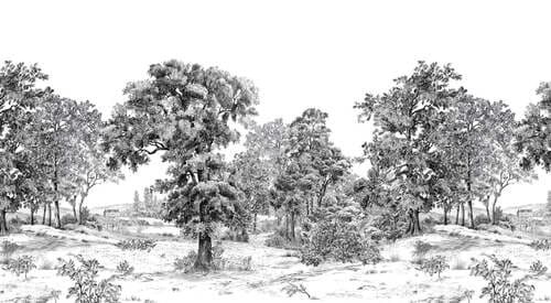 Papier peint panoramique noir et blanc, représentant une forêt française, inspiré par les châteaux et domaines historiques français
