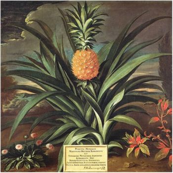 Papier peint représentant un ananas avec des feuilles vertes et un écriteau en dessous.